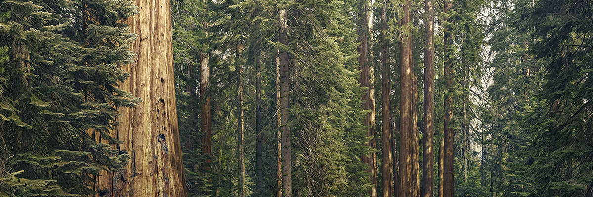 Investing in timberland: Accessing long-term returns from a nature-based portfolio