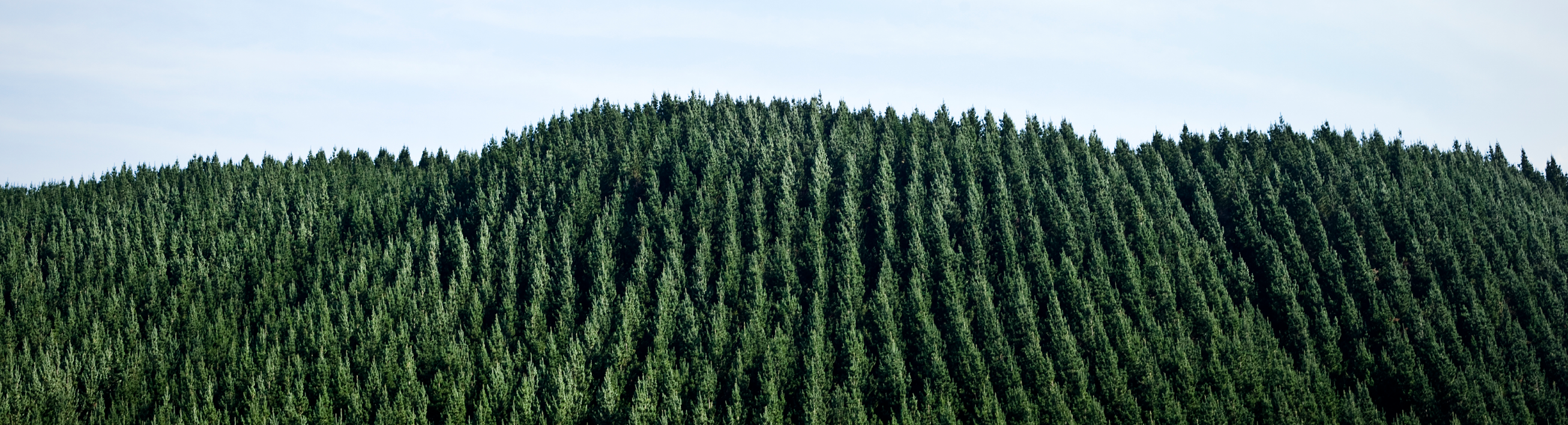 What's Killing Canada's Pine Trees? - Bloomberg