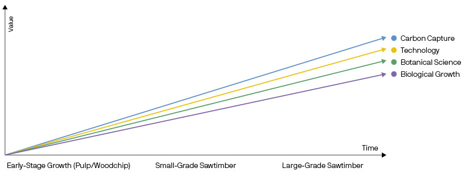 Modern forestry management increases the value of timber over time