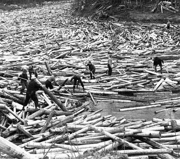 logs from logging opperation floating down river