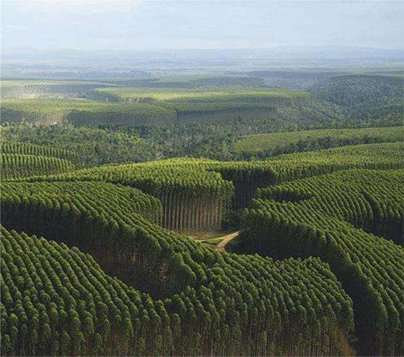 Forest covered hills